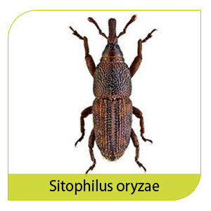 αντιμετώπιση ξυλοφάγων εντόμων και είδος sitophilus oryzae