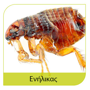 ψύλλος σε ενήλικη μορφή